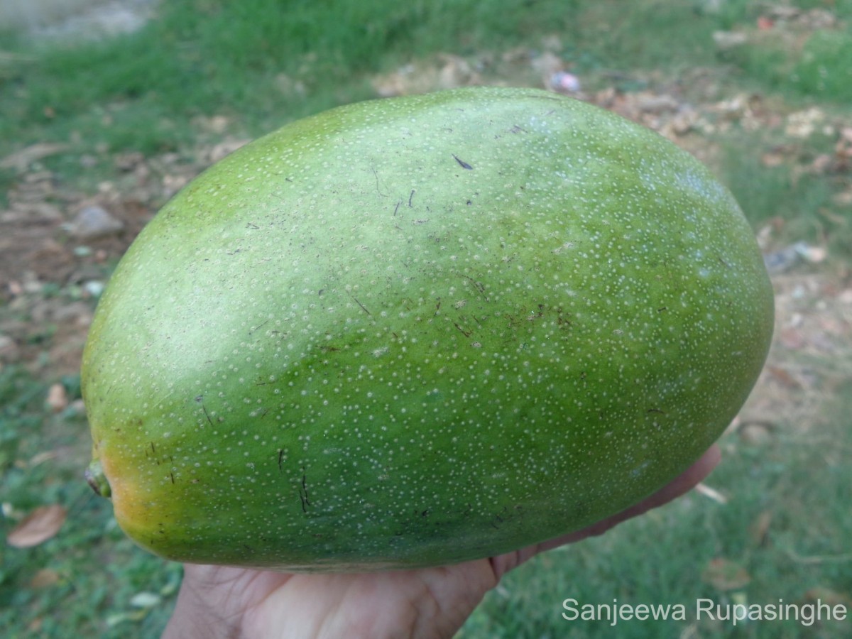 Mangifera indica L.